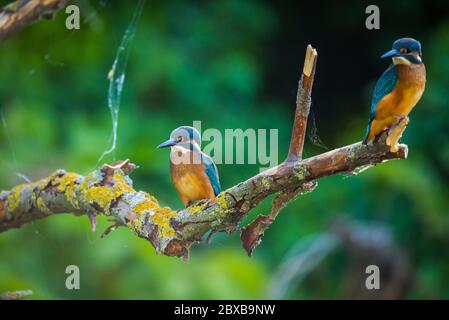 Européen Commun ou Kingfisher Alcedo atthis est assis sur un bâton au-dessus de la rivière et la chasse aux poissons. Cet oiseau de taille moyenne Sparrow a la queue courte typique Banque D'Images