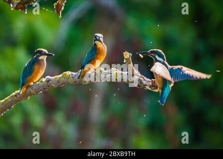 Européen Commun ou Kingfisher Alcedo atthis est assis sur un bâton au-dessus de la rivière et la chasse aux poissons. Cet oiseau de taille moyenne Sparrow a la queue courte typique Banque D'Images