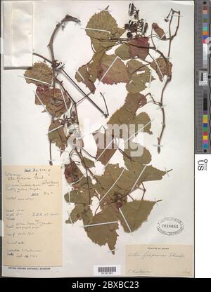 Vitis flexuosa Thunb Vitis flexuosa Thunb. Banque D'Images