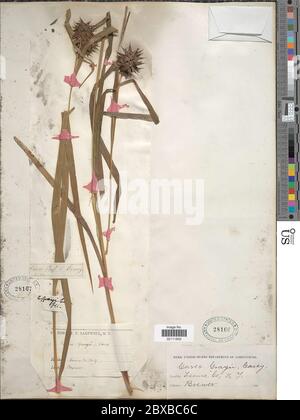 Carex grayi J Carey Carex grayi J. Carey. Banque D'Images