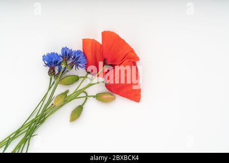 Fleurs de pavot isolé sur fond blanc Banque D'Images