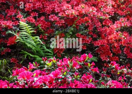 Rhododendrons colorés Azalea obtusum fougère Banque D'Images