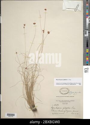Rhynchospora filifolia GRIS Rhynchospora filifolia GRIS. Banque D'Images