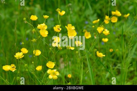 Ranunculus acris ou tasses de beurre. Les noms communs incluent le butterbutterbutterbutter butterCup de prairie, le butterbutterbutter butterbutterbutterbutterbup de Banque D'Images