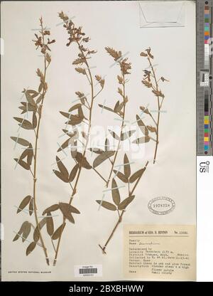 Desmodium sp Desmodium sp. Banque D'Images