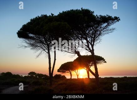 Silhouette de grands arbres et herbes au parc paisible pendant le coucher du soleil à Calas de Roche, Cadix Banque D'Images