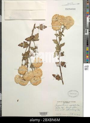 Chrysanthème morifolium Charles Nye Chrysanthemum morifolium Charles Nye. Banque D'Images