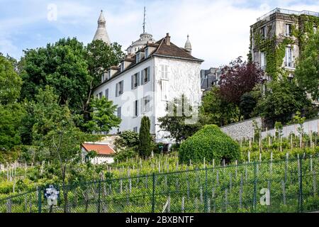 Paris, France - 12 mai 2020 : vignoble de Montmartre au printemps, basilique en arrière-plan à Paris Banque D'Images