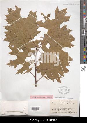 Quercus coccinea Mnchh Quercus coccinea Mnchh. Banque D'Images