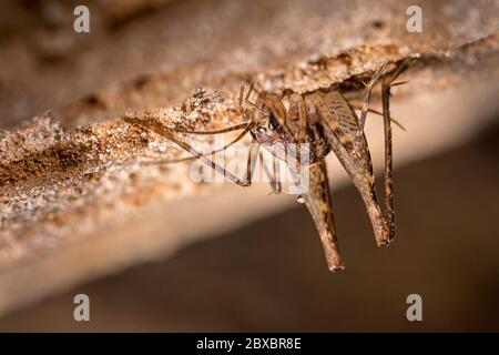 Cricket de la grotte, Kanekiyo-ana, Japon Banque D'Images