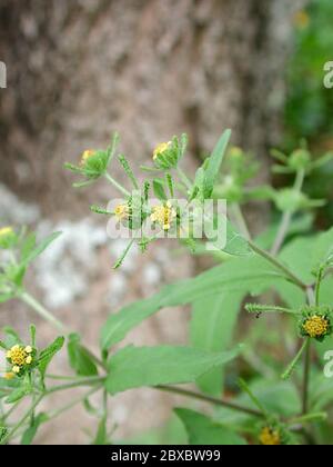 Sigesbeckiaorientalis2.jpg Sigesbeckia orientalis L. Banque D'Images