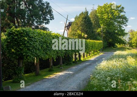 Moulin à vent de Keston sur une propriété privée dans le quartier de Londres de Bromley, Angleterre, Royaume-Uni, Europe Banque D'Images