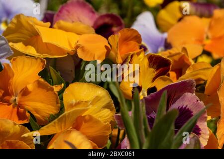 Pansies colorées qui poussent dans un jardin urbain londonien Banque D'Images