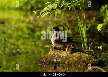 Canard mandarin et canetons femelles sur les étangs de Keston, Grand Londres, Angleterre, Royaume-Uni, Europe Banque D'Images