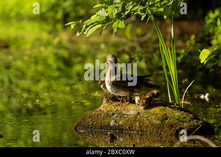 Canard mandarin et canetons femelles sur les étangs de Keston, Grand Londres, Angleterre, Royaume-Uni, Europe Banque D'Images