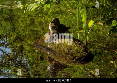 Canard mandarin et canetons femelles sur les étangs de Keston, Grand Londres, Angleterre, Royaume-Uni, Europe Banque D'Images