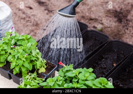 Arrosoir jardinier d'un arrosoir plantules petunia dans des pots décoratifs, photo de gros plan avec mise au point sélective Banque D'Images