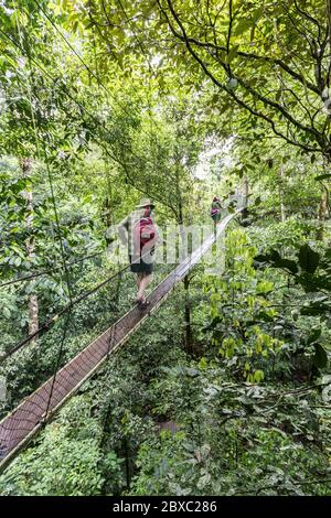 Promenade à la canopée dans la forêt tropicale, parc national de Gunung Mulu, Sarawak, Malaisie Banque D'Images