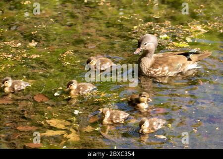 Canard mandarin et canetons femelles sur les étangs de Keston, Grand Londres, Angleterre, Royaume-Uni, Europe Banque D'Images