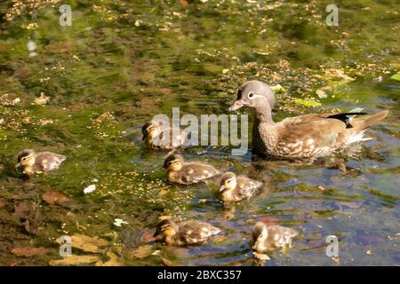 Canard mandarin et canetons femelles sur les étangs de Keston, Grand Londres, Angleterre, Royaume-Uni, Europe Banque D'Images