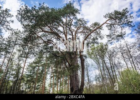 Plus ancien pin - pinus silvestris en Pologne situé dans la ville de Minsk Mazowiecki, circonférence du tronc 360 cm, hauteur 22 m Banque D'Images