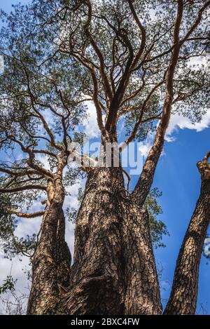 Plus ancien pin - pinus silvestris en Pologne situé dans la ville de Minsk Mazowiecki, circonférence du tronc 360 cm, hauteur 22 m Banque D'Images