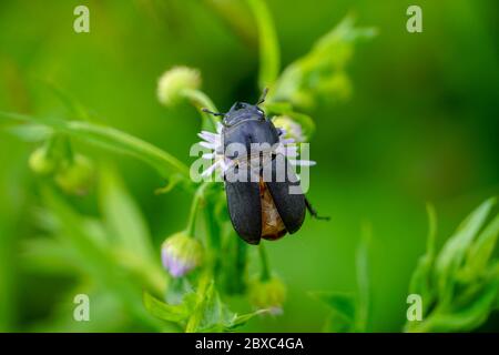 Un insecte noir accroché à une petite fleur Banque D'Images