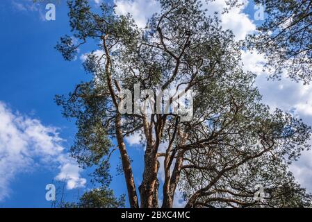 Plus ancien pin - pinus silvestris en Pologne situé dans la ville de Minsk Mazowiecki, circonférence du tronc 360 cm, hauteur 22 m Banque D'Images