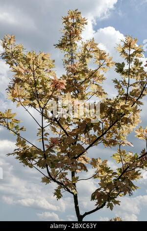 Acer pseudoplatanus 'Prince Camille de Rohan' érable beige Banque D'Images