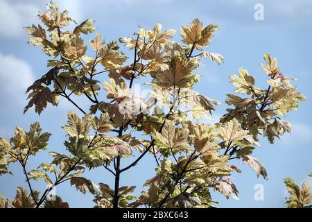 Acer pseudoplatanus 'Prince Camille de Rohan' érable beige Banque D'Images