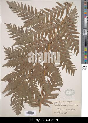 Woodwardia fimbriata SM Woodwardia fimbriata SM. Banque D'Images