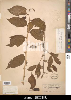 Celtis iguanaeus Jacq Sarg Celtis iguanaeus Jacq Sarg. Banque D'Images