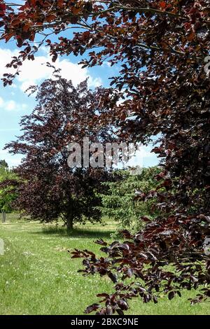 Hêtre européen cuivre Fagus sylvatica 'Riversii' Banque D'Images