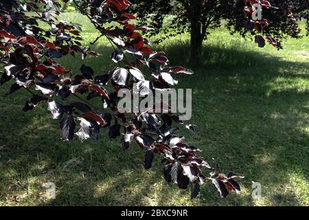 Hêtre européen cuivre Fagus sylvatica 'Riversii' Banque D'Images