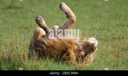 Portrait du Roi Lion, allongé sur son dos dans l'herbe verte au soleil du matin, étirant ses pattes dans l'air et profiter de la chaleur Banque D'Images