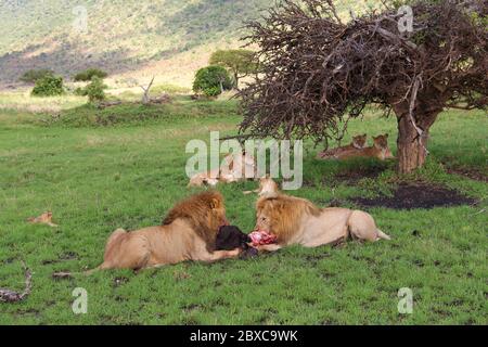 une fierté des lions avec deux grands dirigeants réside avec une proie fraîchement chassée d'un veau de buffle, les mâles mangent ensemble, les femelles et les petits sont séparés Banque D'Images