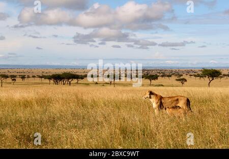 une lionne avec son cub errer à travers l'herbe sèche haute de la savane, ils se tiennent avec attention dans la lumière du matin dorée dans l'étendue infinie Banque D'Images