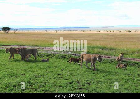 Une famille de lions avec des mères et des petits de différents âges, errez détendu et attentif à travers l'herbe verte de la savane kenyane Banque D'Images