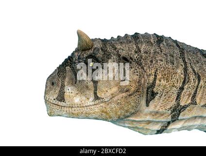 carnotaurus satrei sur fond blanc. Ce carnotaurus sastrei dans le chemin de découpe est très utile pour les créations de conception graphique, l'illustration 3d Banque D'Images