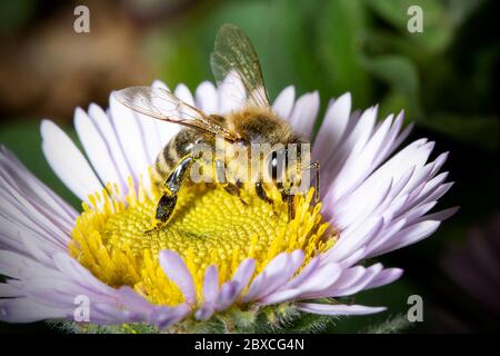 Abeille européenne (APIs mellifera) sur Osteospermum ecklonis (Marguerite africaine) pollinisant la fleur. Abeille sur une fleur Banque D'Images