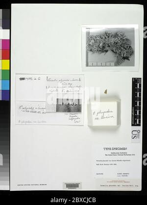 Parmelia physodes var leucina MLL Arg Parmelia physodes var leucina MLL Arg. Banque D'Images