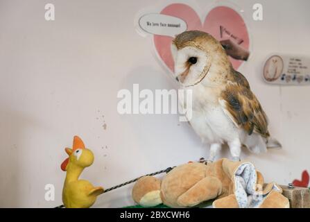 Chouettes dans un café hibou japonais Banque D'Images