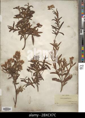 Cistus monspeliensis Cistus monspeliensis. Banque D'Images