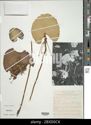 Nymphoides indica L Kuntze Nymphoides indica L Kuntze. Banque D'Images