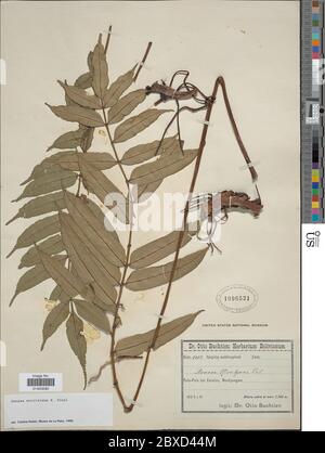 Danaea moritziana C Presl Danaea moritziana C Presl. Banque D'Images