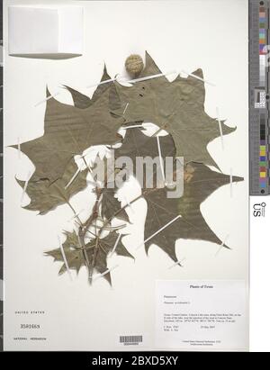 Platanus occidentalis L Platanus occidentalis L. Banque D'Images