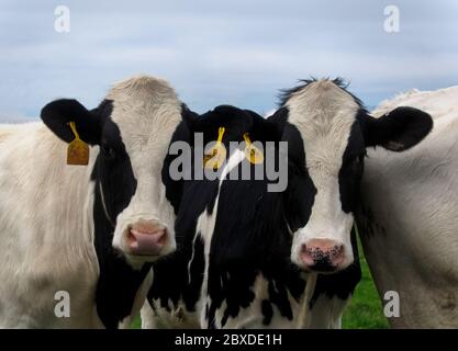 Deux regardent un comme des vaches Holstein noires et blanches dans un pâturage, regardant directement la caméra Banque D'Images