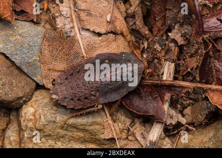 Trilobite Beetle , gros plan de Trilobite Beetle , Duliticola, un insecte rare de Bornéo. Banque D'Images