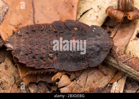 Trilobite Beetle , gros plan de Trilobite Beetle , Duliticola, un insecte rare de Bornéo. Banque D'Images