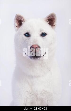 Kishu Inu blanc japonais beau chien de taille moyenne Banque D'Images